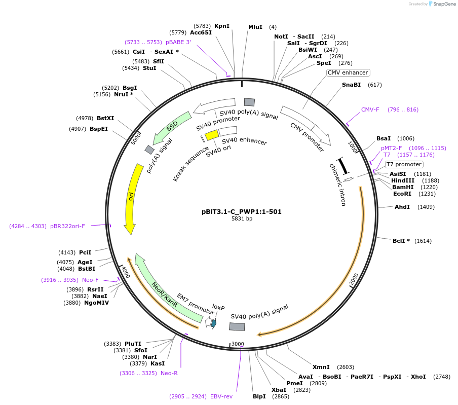 211262-plasmid-map-sequence-id-423412