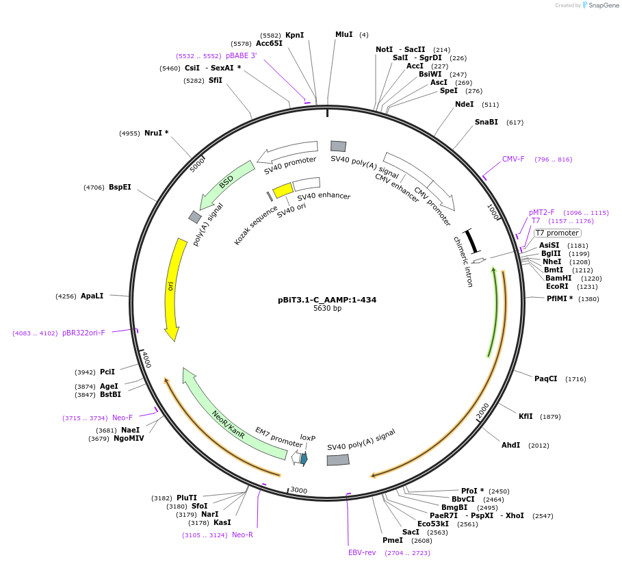 211265-plasmid-map-sequence-id-423415