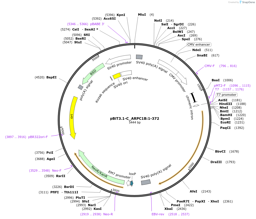 211268-plasmid-map-sequence-id-423418