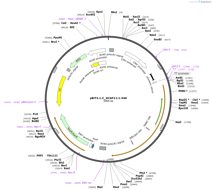 211271-plasmid-map-sequence-id-423420