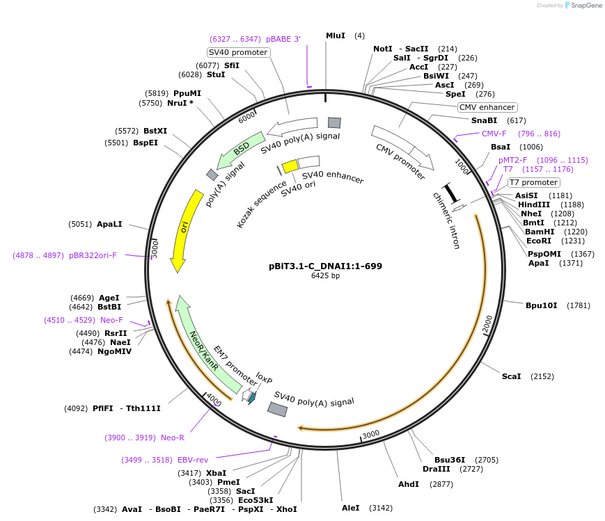 211275-plasmid-map-sequence-id-423423