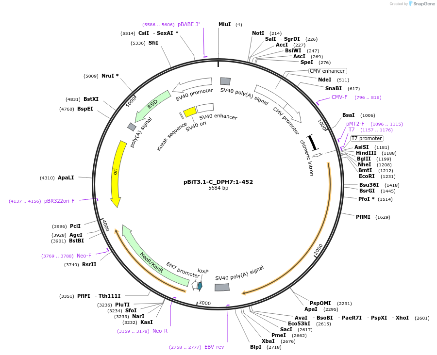 211276-plasmid-map-sequence-id-423424