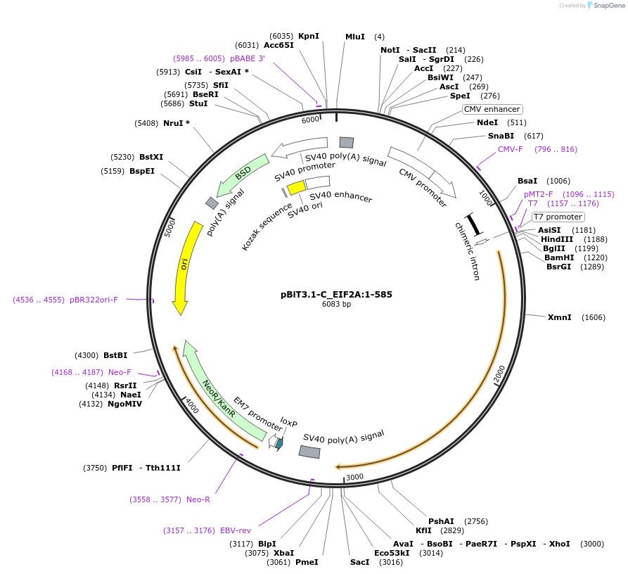 211278-plasmid-map-sequence-id-423426