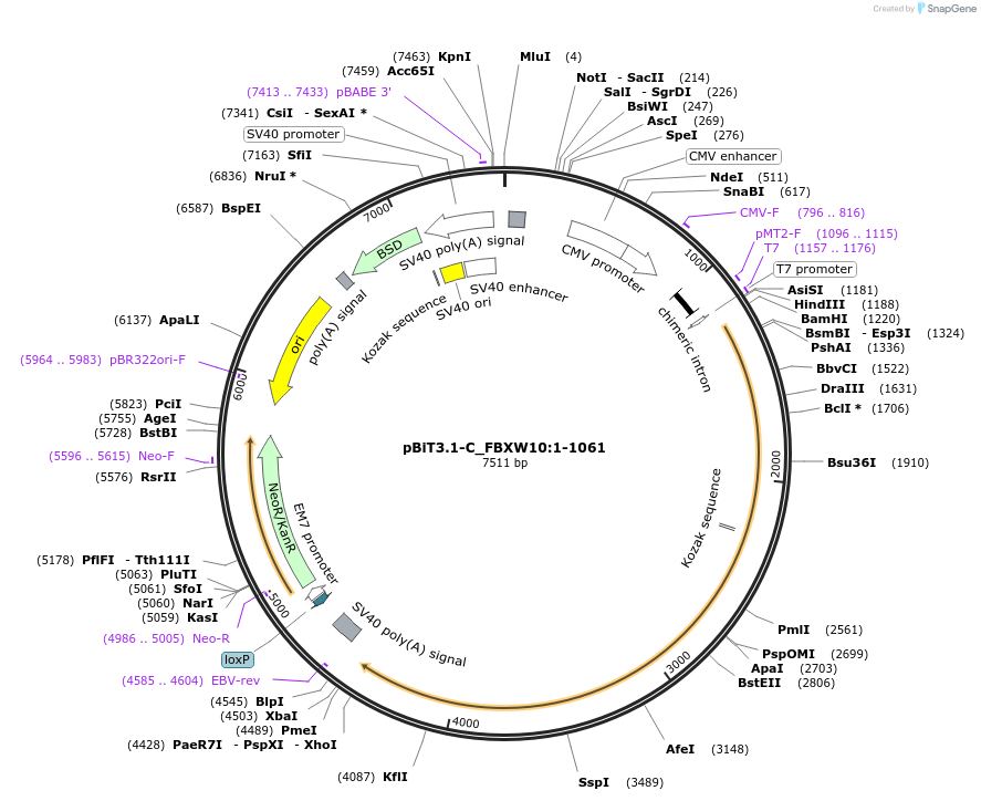 211281-plasmid-map-sequence-id-423429