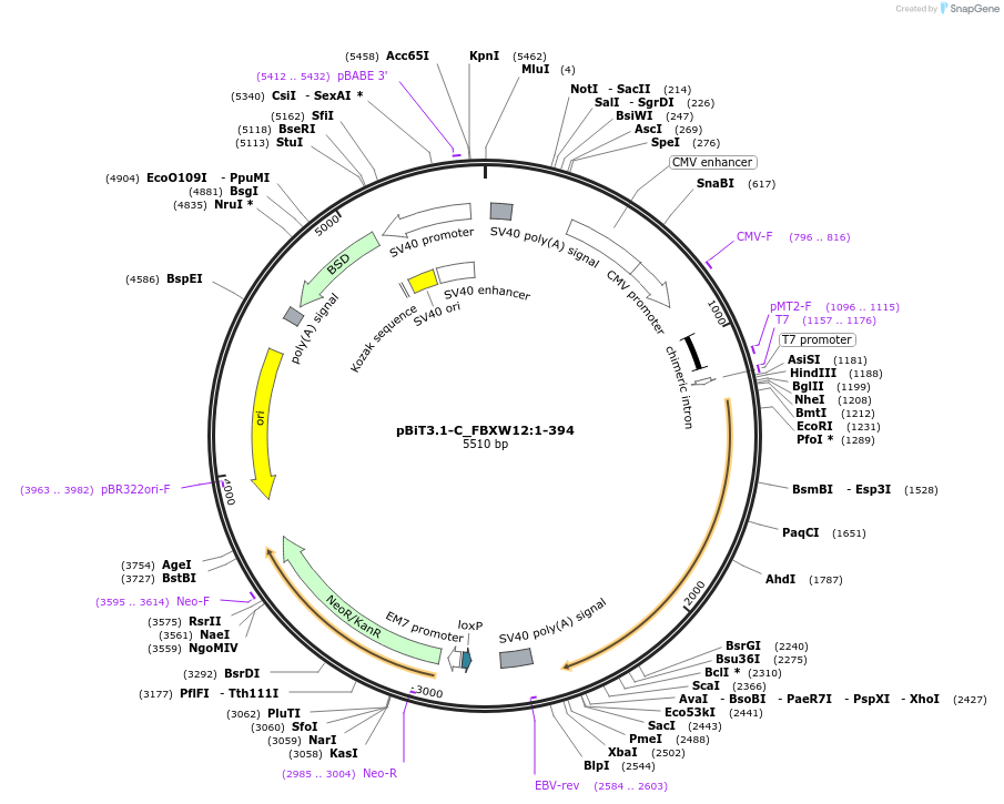211282-plasmid-map-sequence-id-423430
