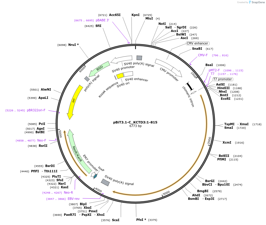 211286-plasmid-map-sequence-id-423434