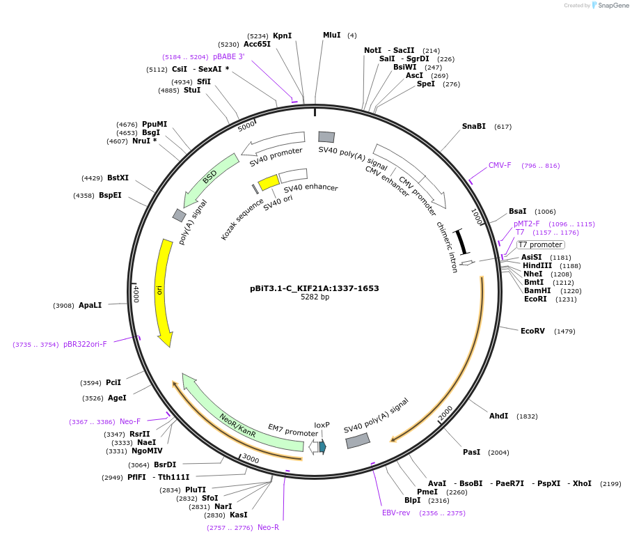 211287-plasmid-map-sequence-id-423435