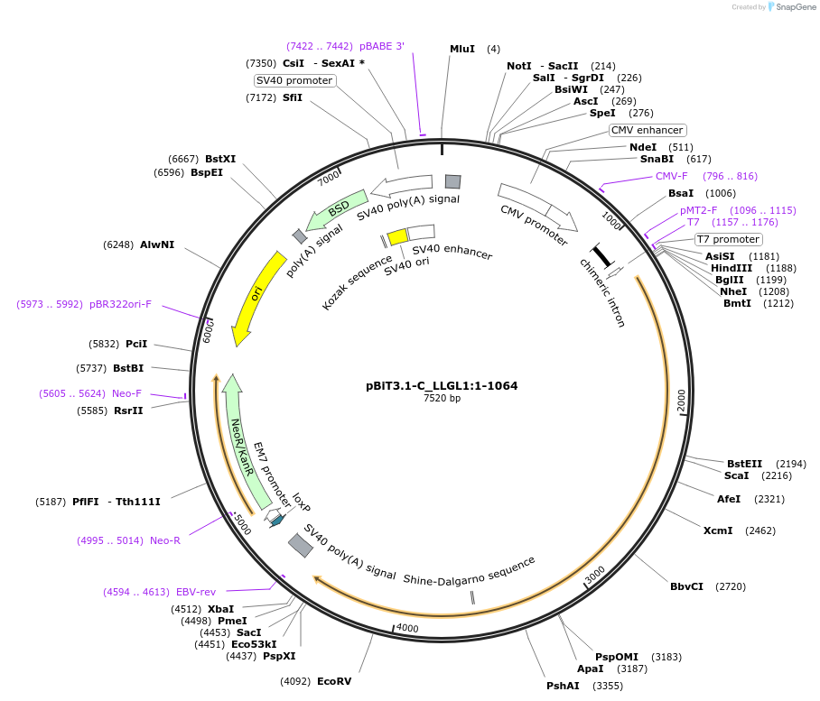 211288-plasmid-map-sequence-id-423436