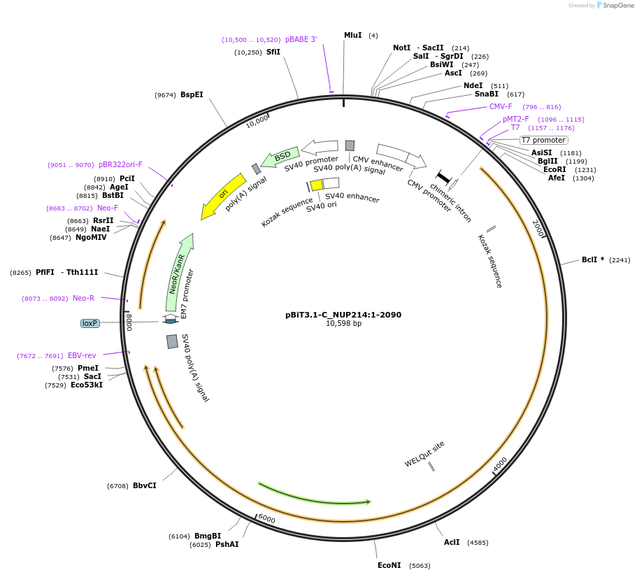 211294-plasmid-map-sequence-id-423442
