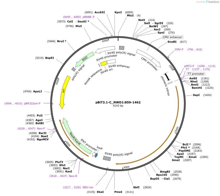 211295-plasmid-map-sequence-id-423443