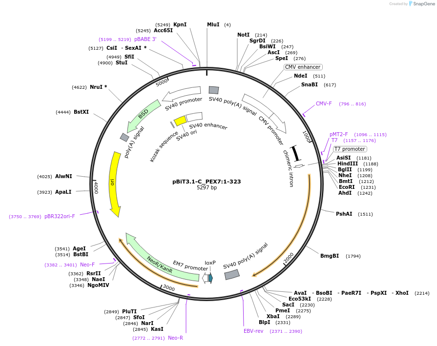 211297-plasmid-map-sequence-id-423445