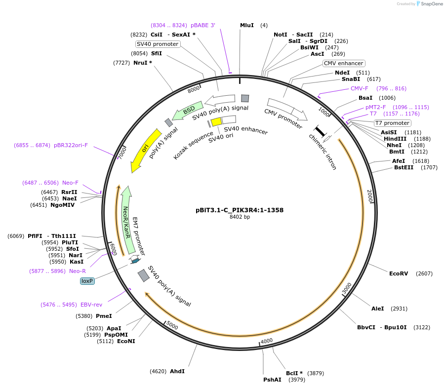 211298-plasmid-map-sequence-id-423446