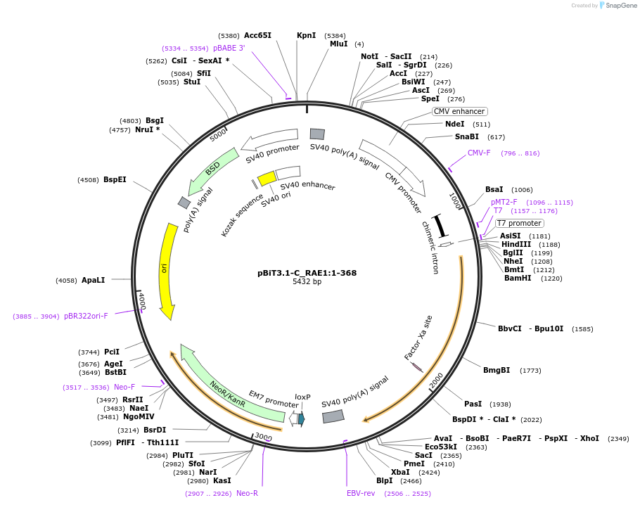 211301-plasmid-map-sequence-id-423449