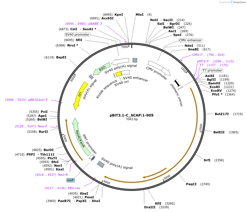 211302-plasmid-map-sequence-id-423450