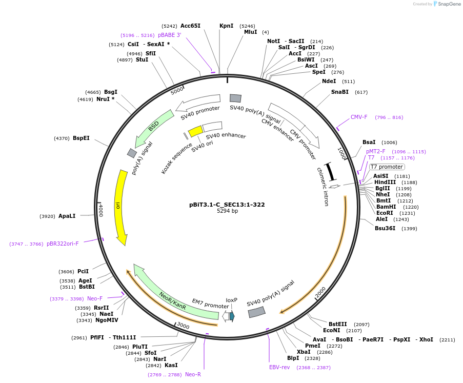 211303-plasmid-map-sequence-id-423451
