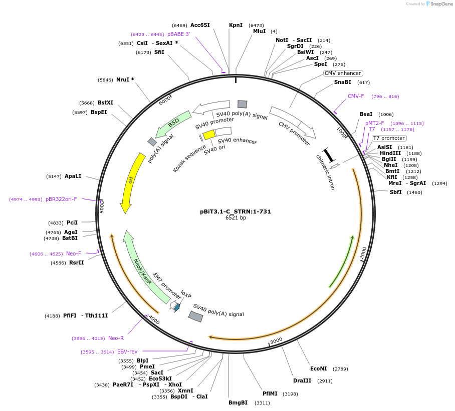 211304-plasmid-map-sequence-id-423452
