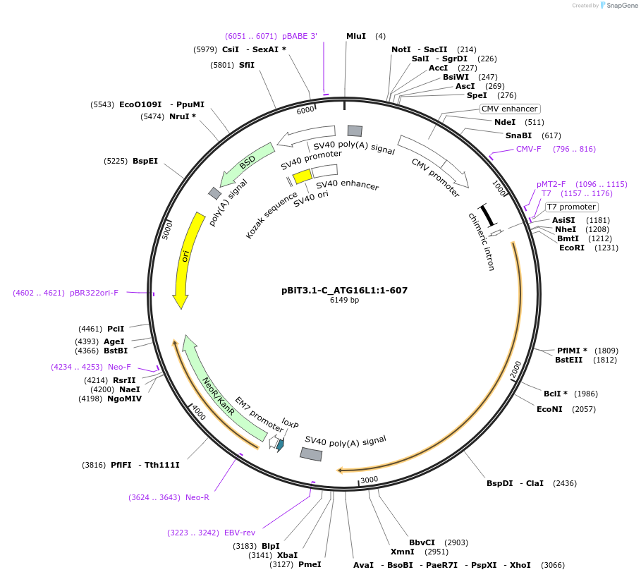 211308-plasmid-map-sequence-id-423455