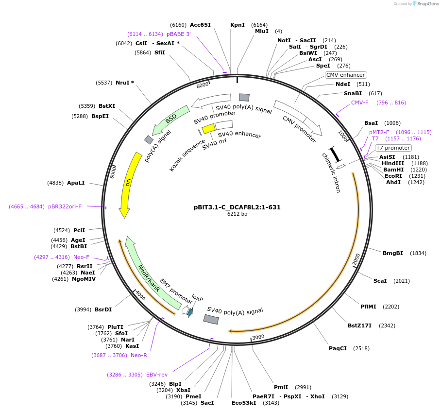 211313-plasmid-map-sequence-id-423460