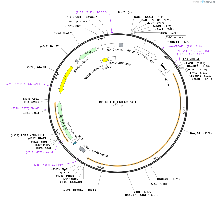 211315-plasmid-map-sequence-id-423462