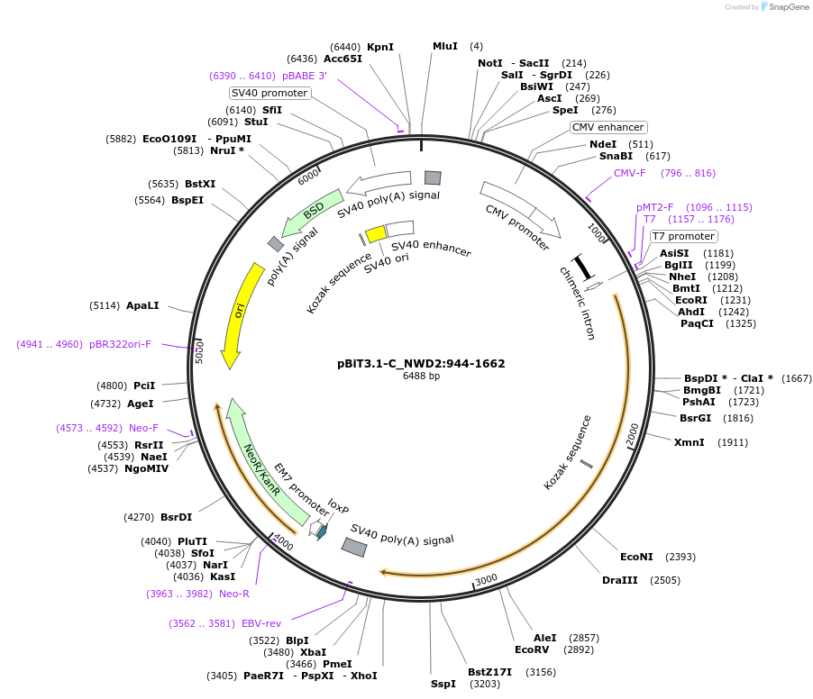 211319-plasmid-map-sequence-id-423465