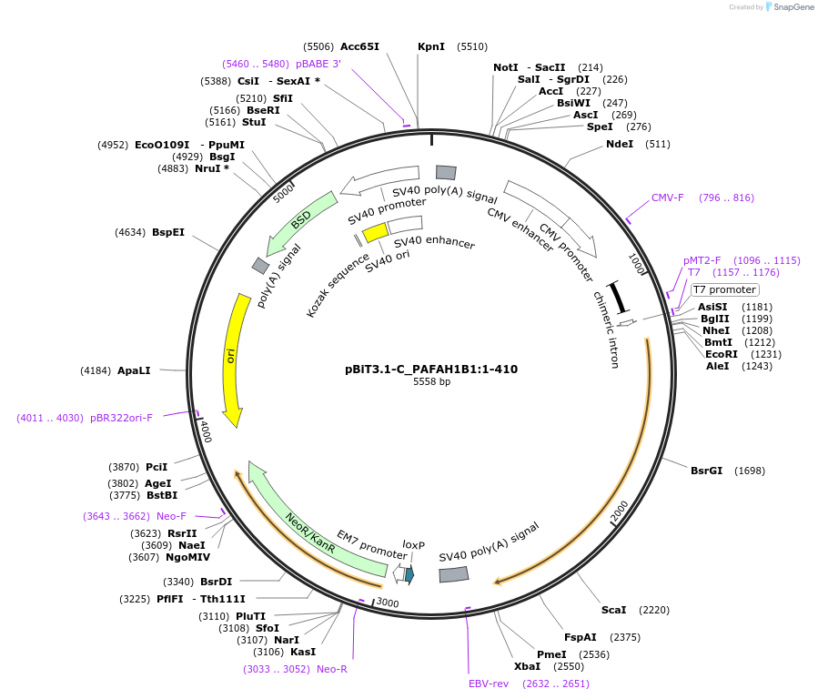 211320-plasmid-map-sequence-id-423466