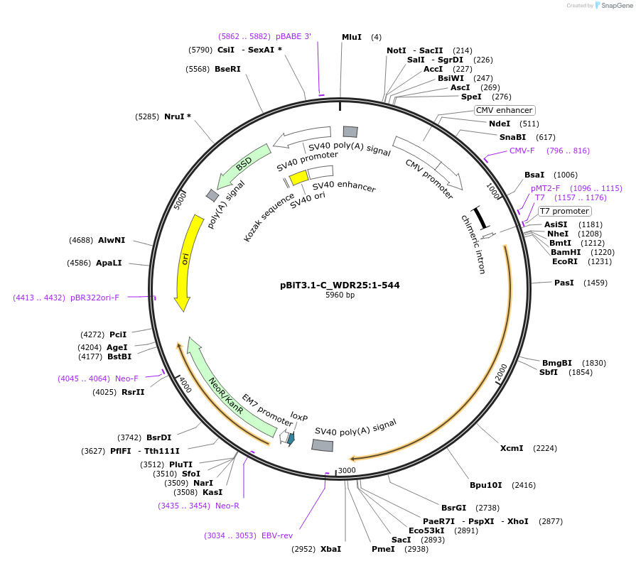 211325-plasmid-map-sequence-id-423470