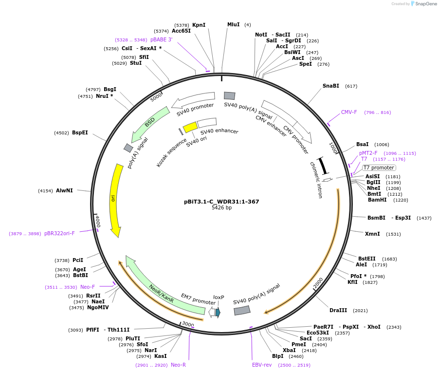 211326-plasmid-map-sequence-id-423471