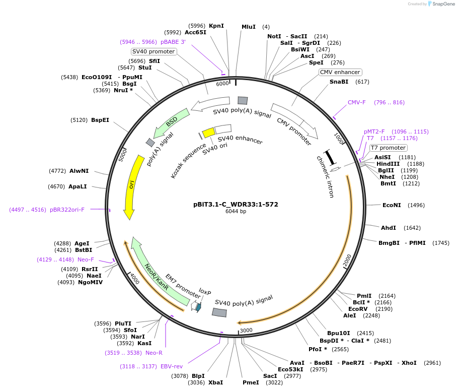 211327-plasmid-map-sequence-id-423472