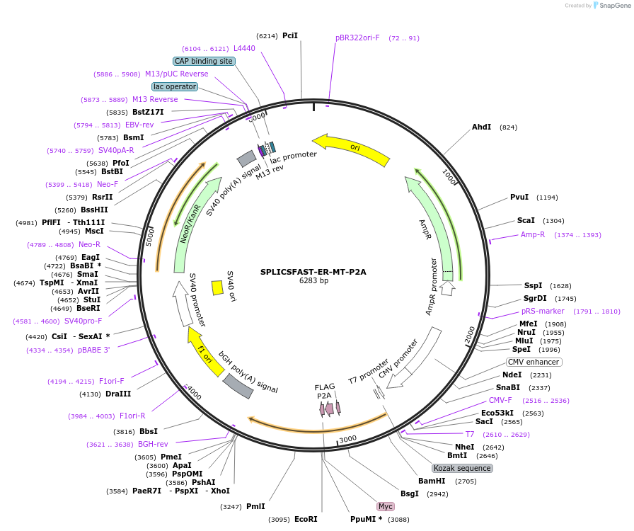 214892-plasmid-map-sequence-id-423478