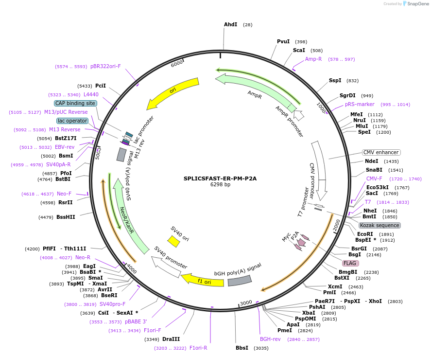 214893-plasmid-map-sequence-id-423479