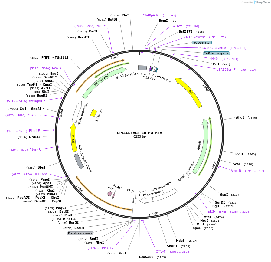 214894-plasmid-map-sequence-id-423480