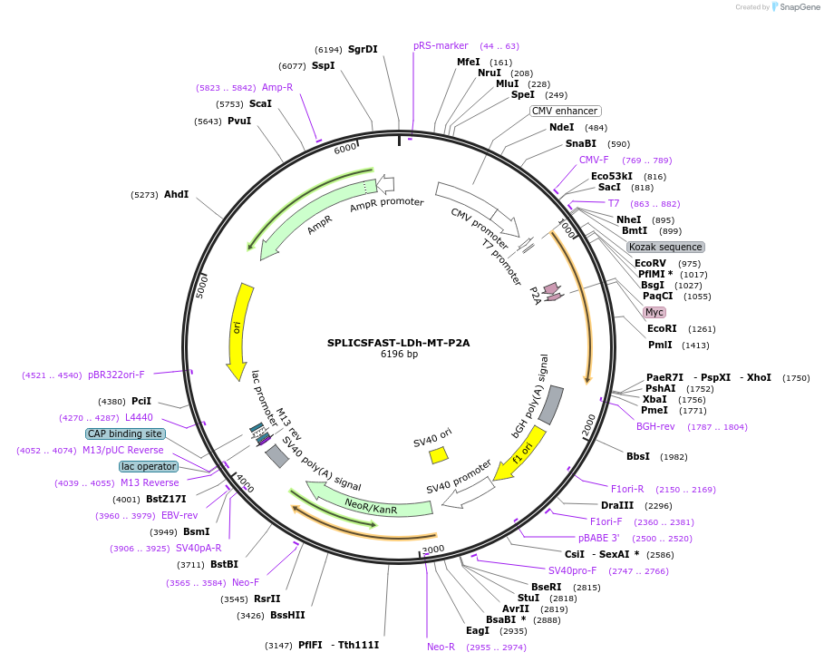 214896-plasmid-map-sequence-id-423482