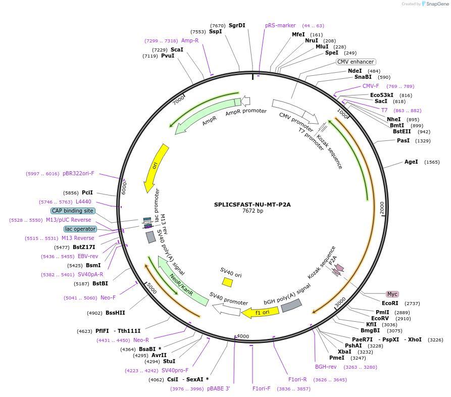 214898-plasmid-map-sequence-id-423484
