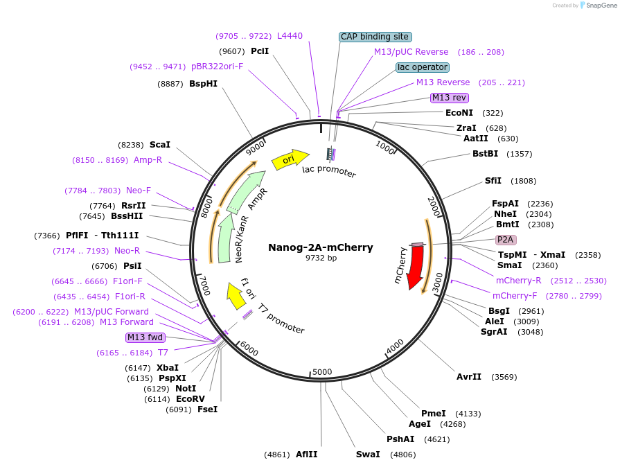48680-plasmid-map-sequence-id-423485