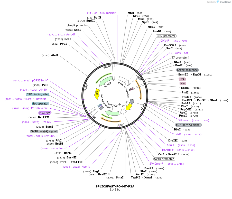 214899-plasmid-map-sequence-id-423486