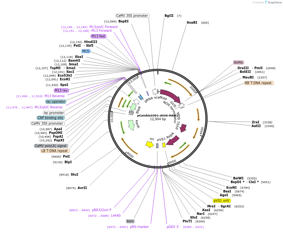 210757-plasmid-map-sequence-id-423487