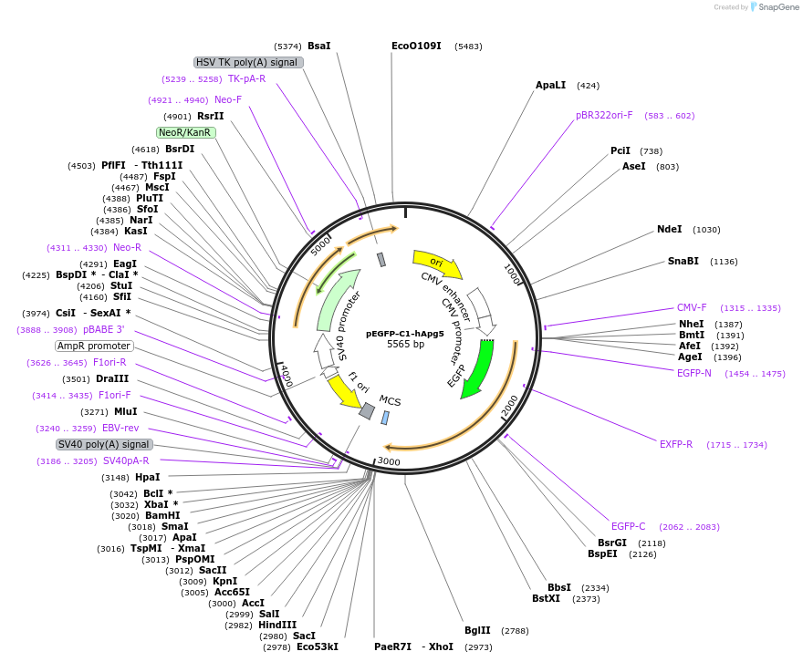 22952-plasmid-map-sequence-id-423488