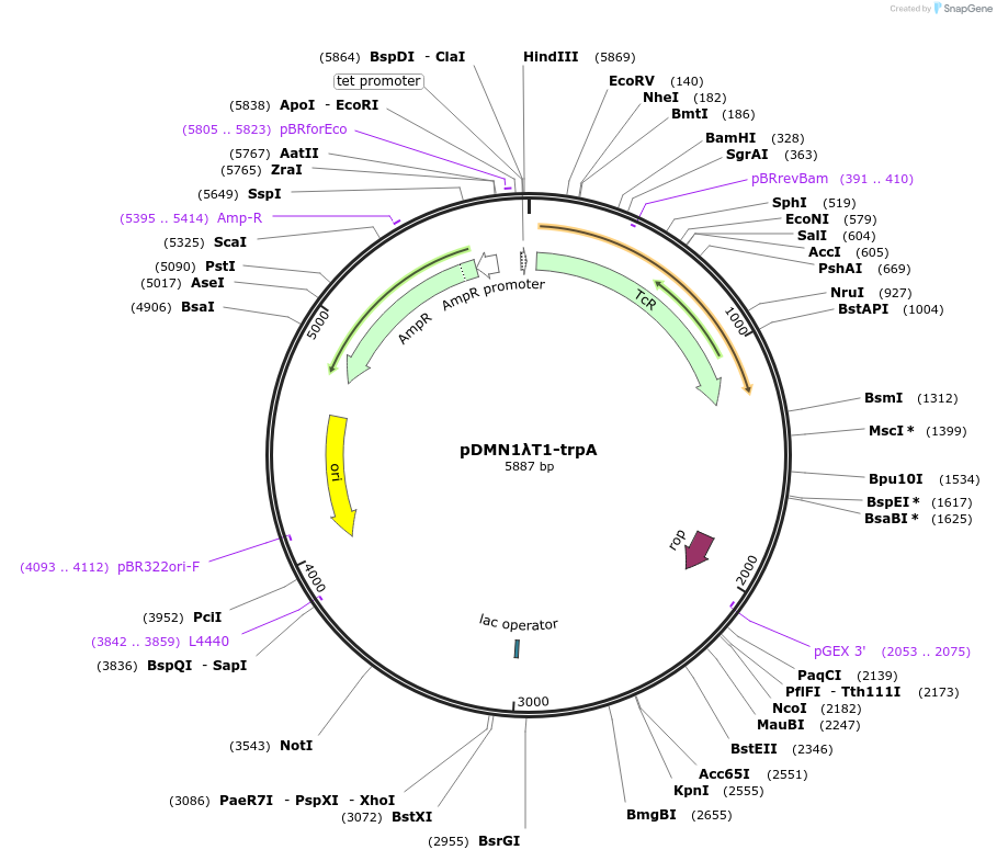 211945-plasmid-map-sequence-id-423495