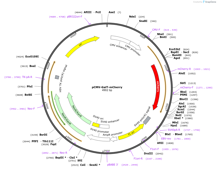 214271-plasmid-map-sequence-id-423501