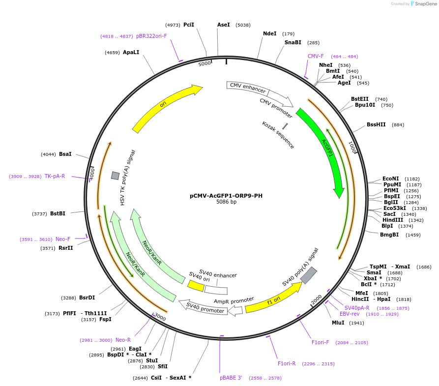 214266-plasmid-map-sequence-id-423502