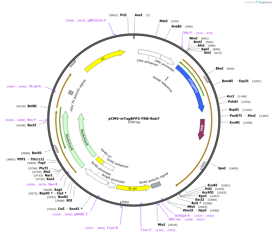 214273-plasmid-map-sequence-id-423504