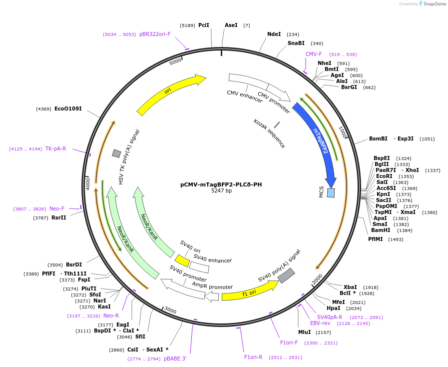 214275-plasmid-map-sequence-id-423508
