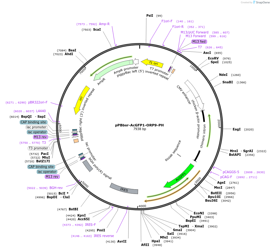 214270-plasmid-map-sequence-id-423510