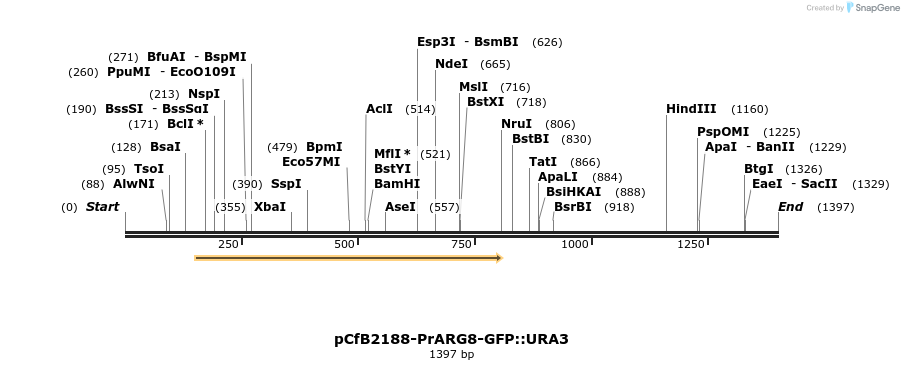 423528_map