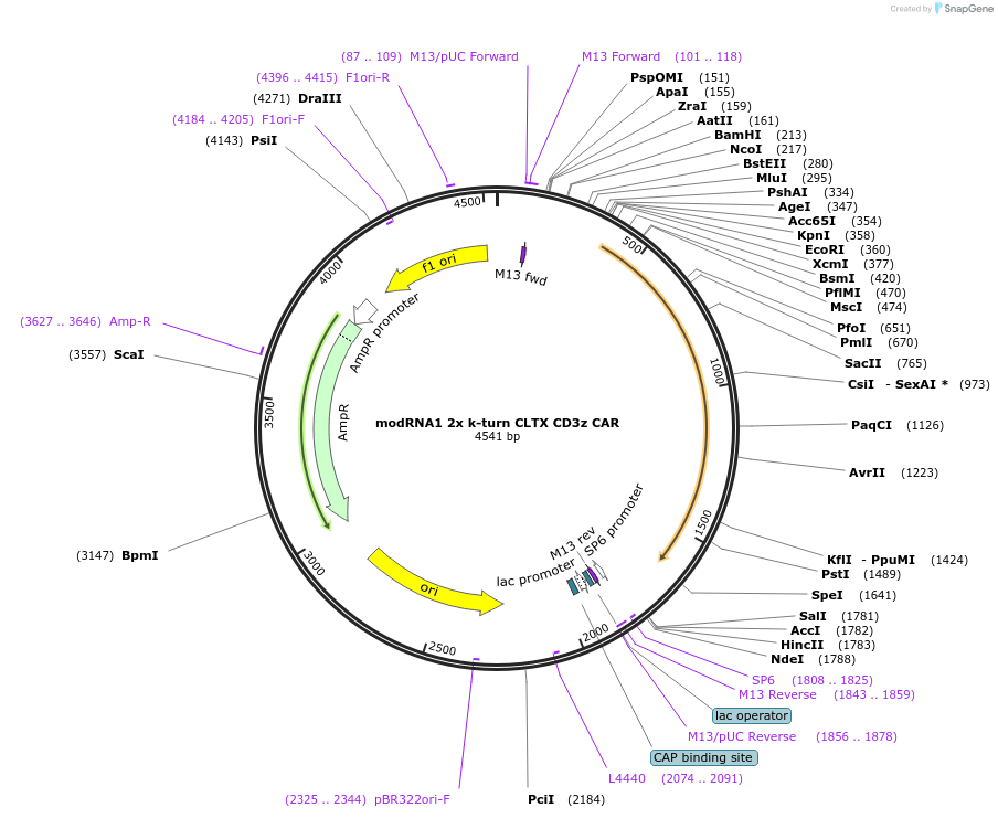 213985-plasmid-map-sequence-id-423531