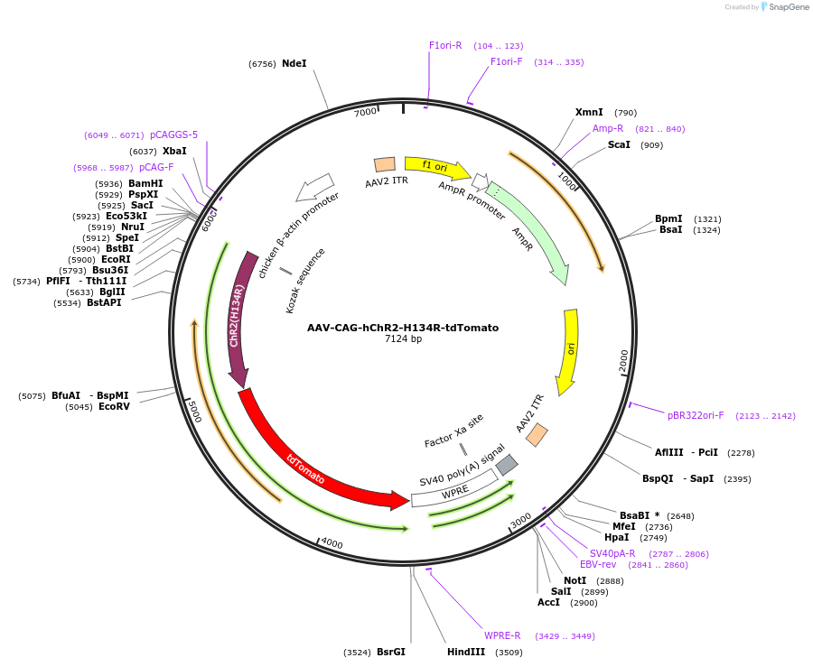 28017-plasmid-map-sequence-id-423533