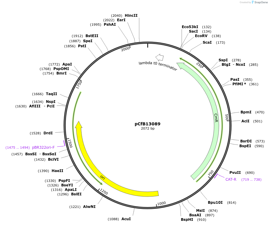 212676-plasmid-map-sequence-id-423555