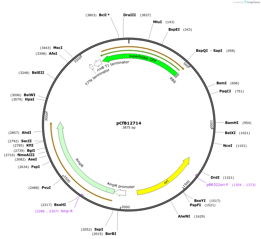 212688-plasmid-map-sequence-id-423557