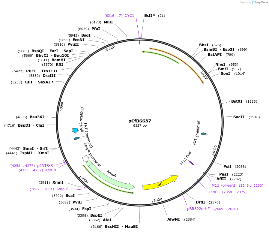 212696-plasmid-map-sequence-id-423559