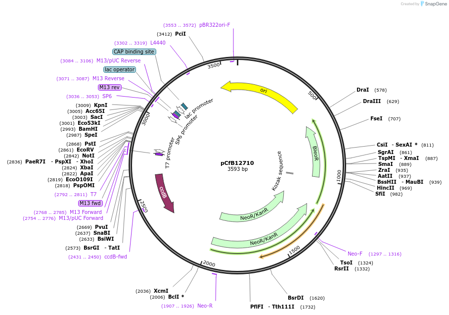 212680-plasmid-map-sequence-id-423561